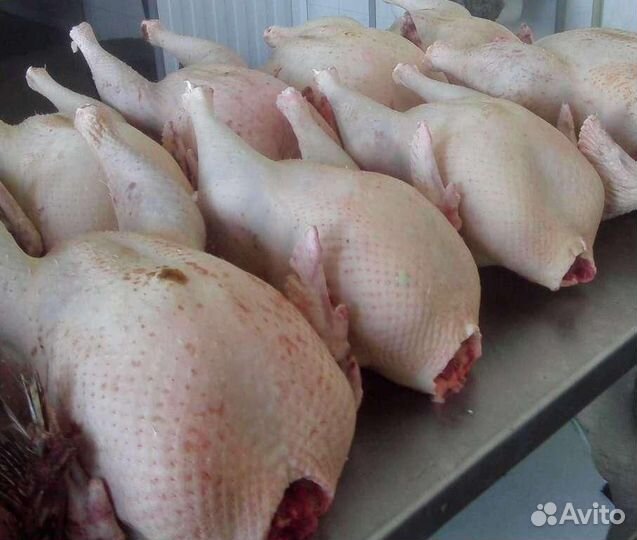 Мясо индейки