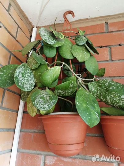 Комнатные растения цветы