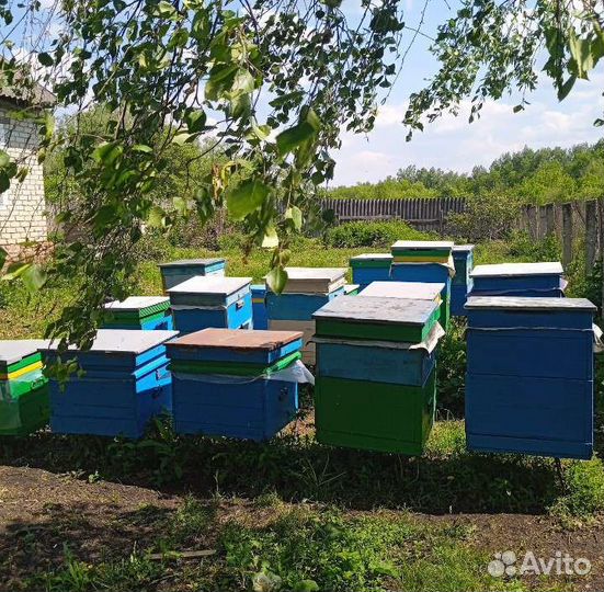 Мёд цветочный 4,5 кг (3 л) 2023