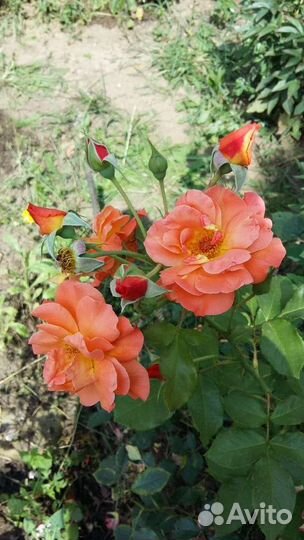 Роза Вестерлэнд