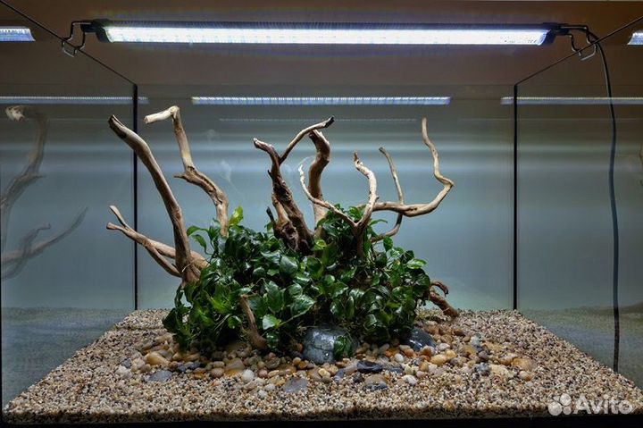 Аквариумные коряги - Аквасалон Дискус