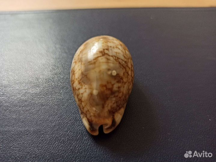 Морская раковина