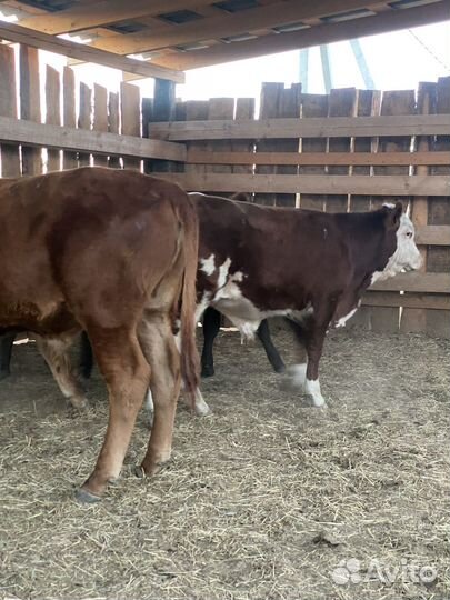 Крс (бычки )