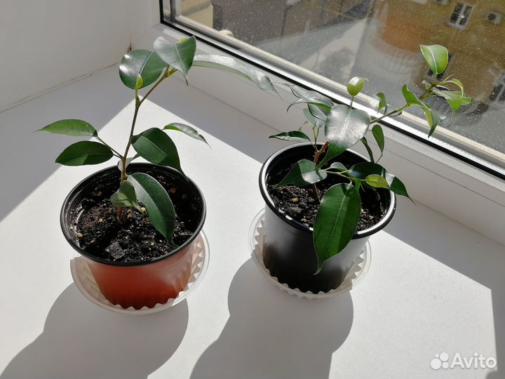 Фикус бенджамина