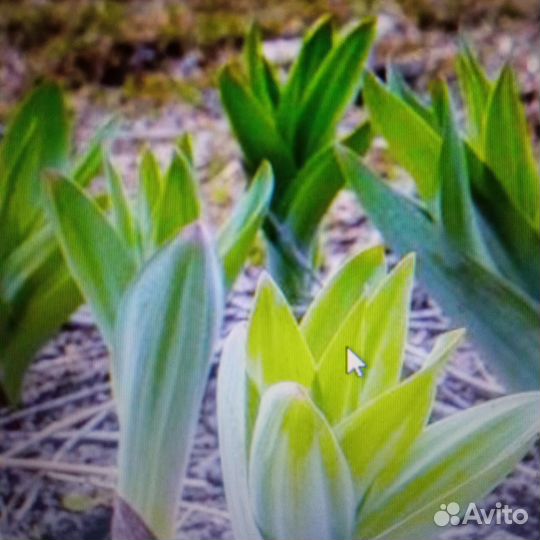 Лук Суворова