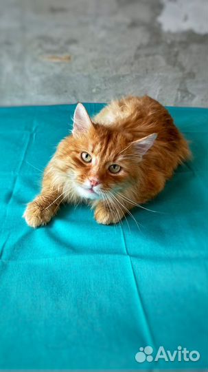 Кот Рыжик в добрые руки