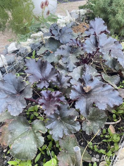 Уличные многолетники