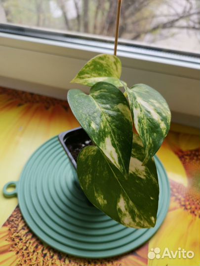 Сциндапсусы сортовые