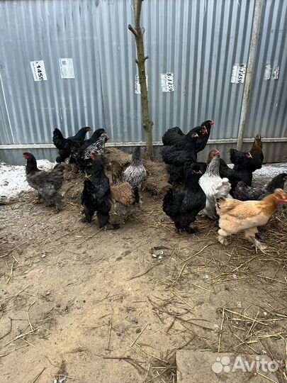 Порода кур кохинхины