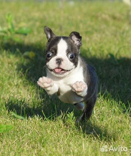 Бостон терьер