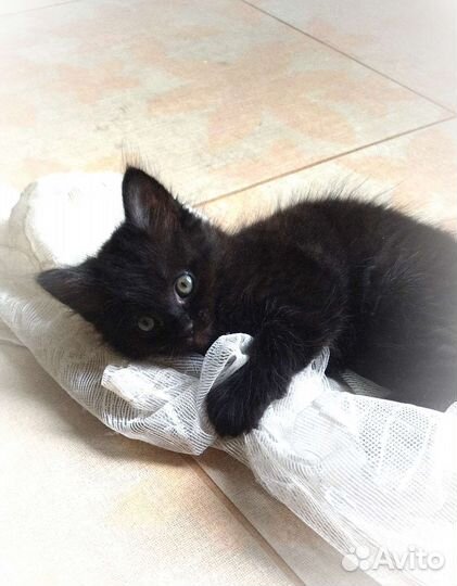 Котëнок с доставкой