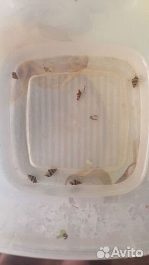 Улитка хелена