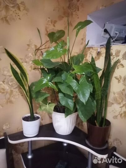 Комнатные растения