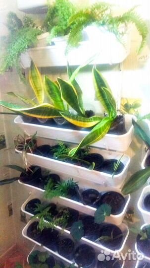 Комнатные цветы / растения