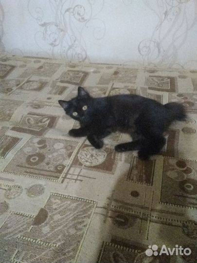 Кошка курильский бобтейл