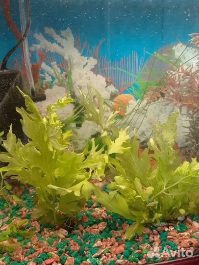 Аквариумные растения