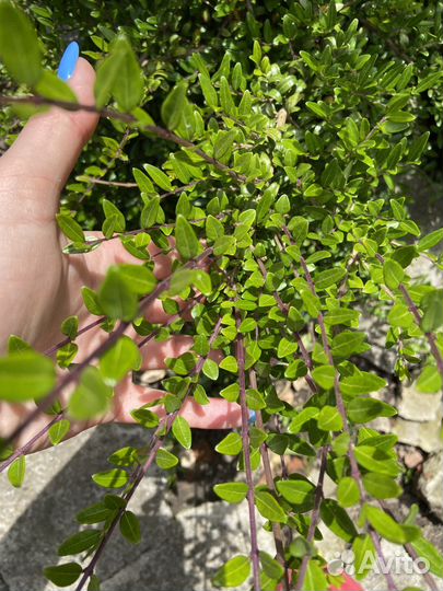 Блестящая жимолость Lonicera nitida