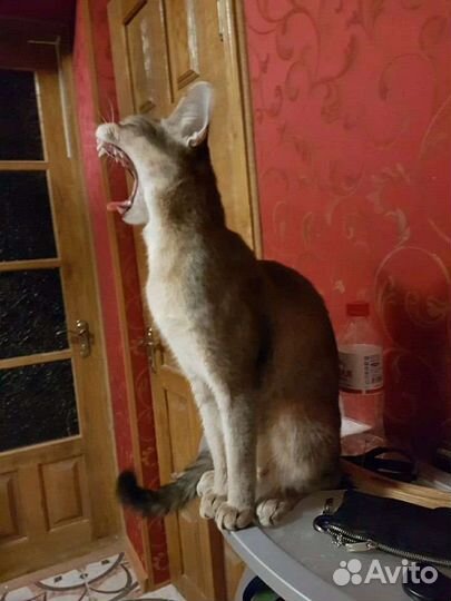 Котята Чаузи