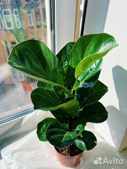 Фикус лирата Бамбино