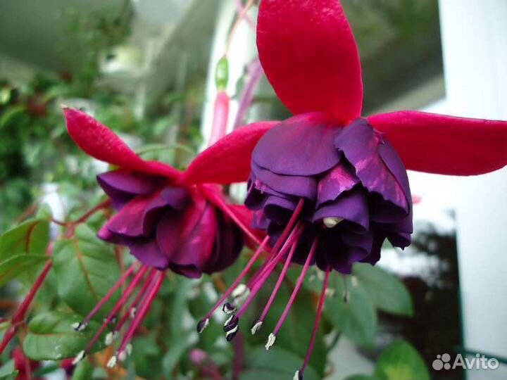 Фуксия сортовая