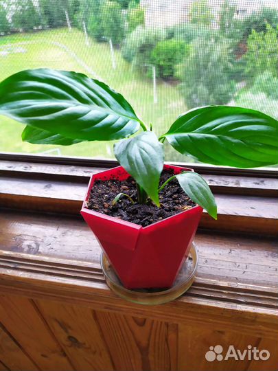 Спатифиллум