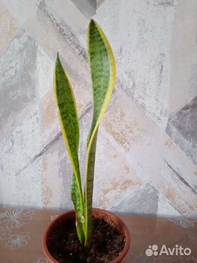 Сансевиерия Больше фото ищи: Комнатные Цветы надым