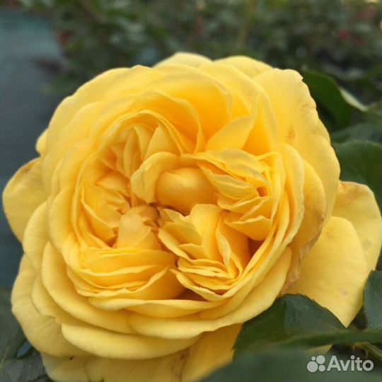 Розы премиум класс в горшках