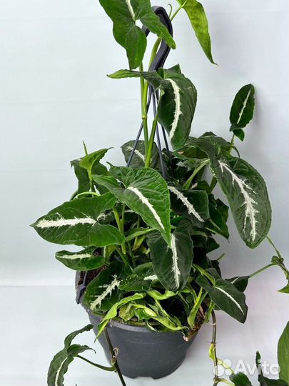 Сингониум вендланда