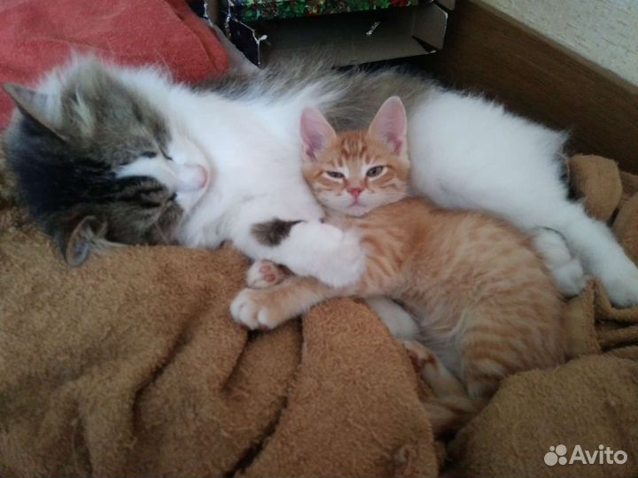 Кошки в добрые руки