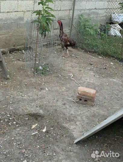 Бойцовые петухи куропатчата брама