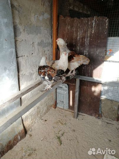 Цыплята порода фавероль