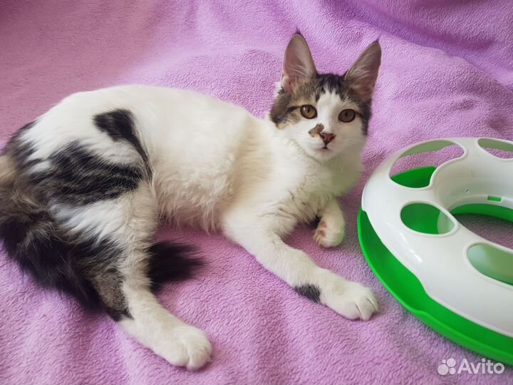 Кошечка стерилизованная. Приют