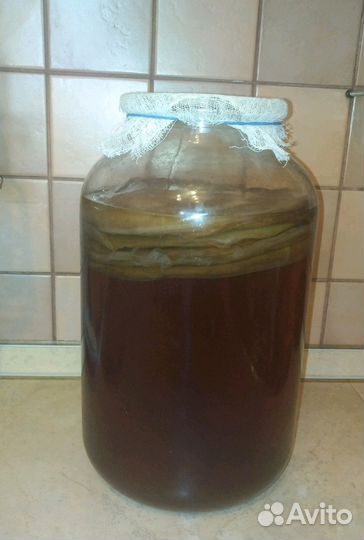 Чайный гриб