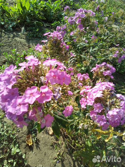 Многолетние цветы