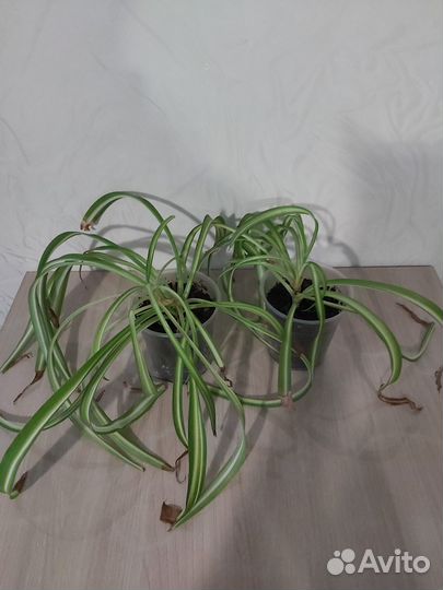 Хлорофитум Бонни