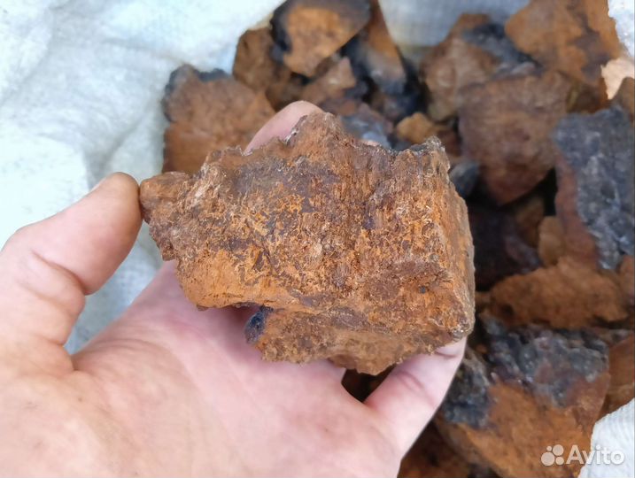 Березовый гриб чага