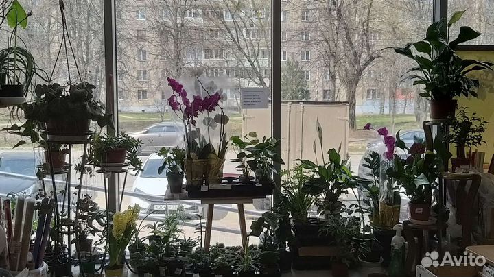 Комнатные растения