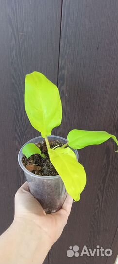 Филодендрон голден Лок