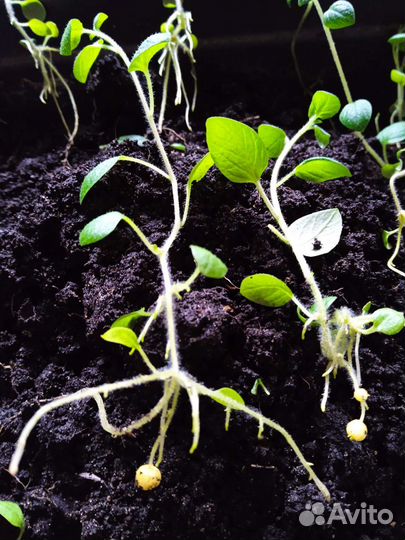 Рассада картофеля сорт Гала