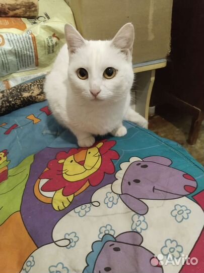 Кошка в добрые руки