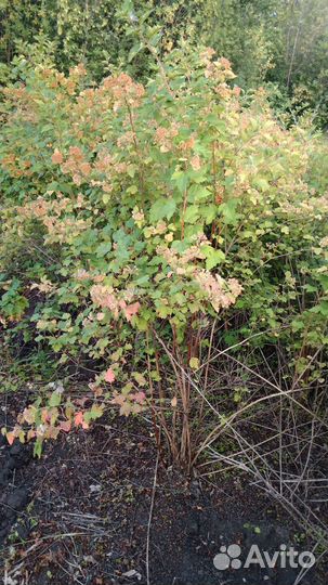 Пузыреплодник зеленый калинолистный