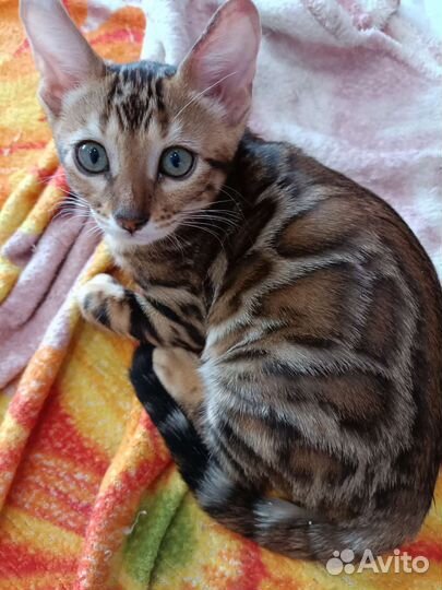Бенгальская кошка