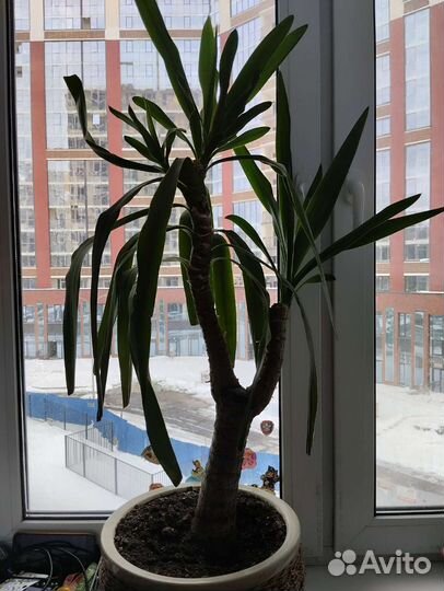 Пальма юкка в горшках (отростки от большой)