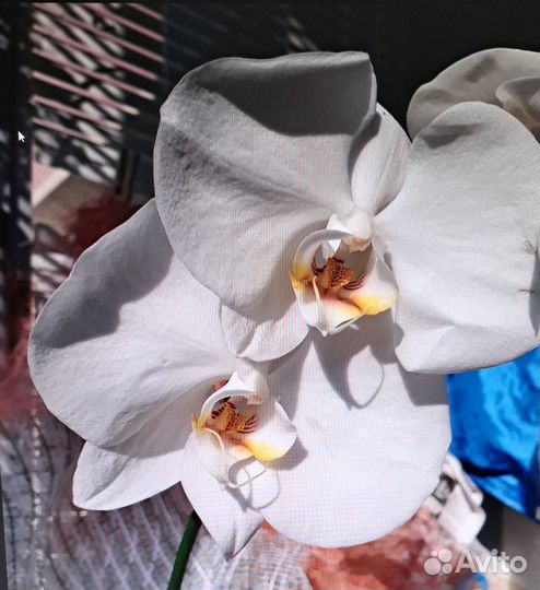 Фаленопсис белый домашний