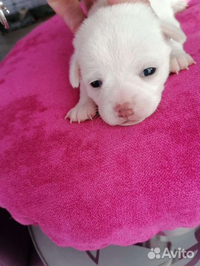 Щенки чихуахуа девочки