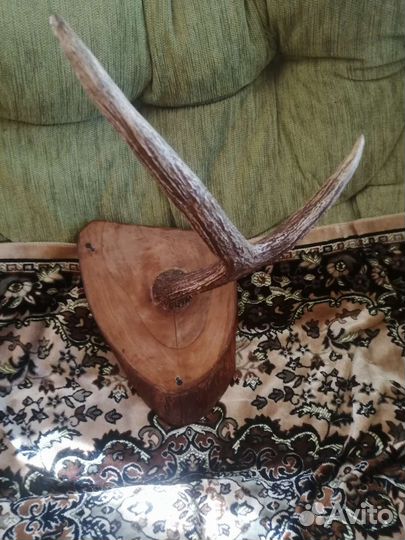 Продам рога лося
