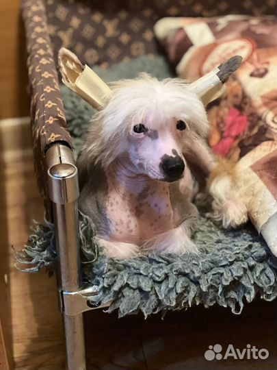 Китайская хохлатая голая. Мальчик