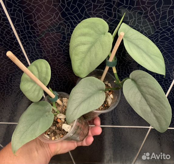 Сциндапсус Платинум