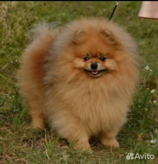 Щенки шпица