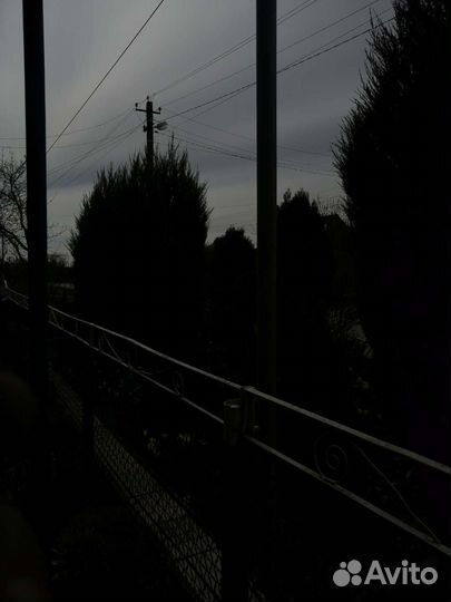 Можевельник скальный